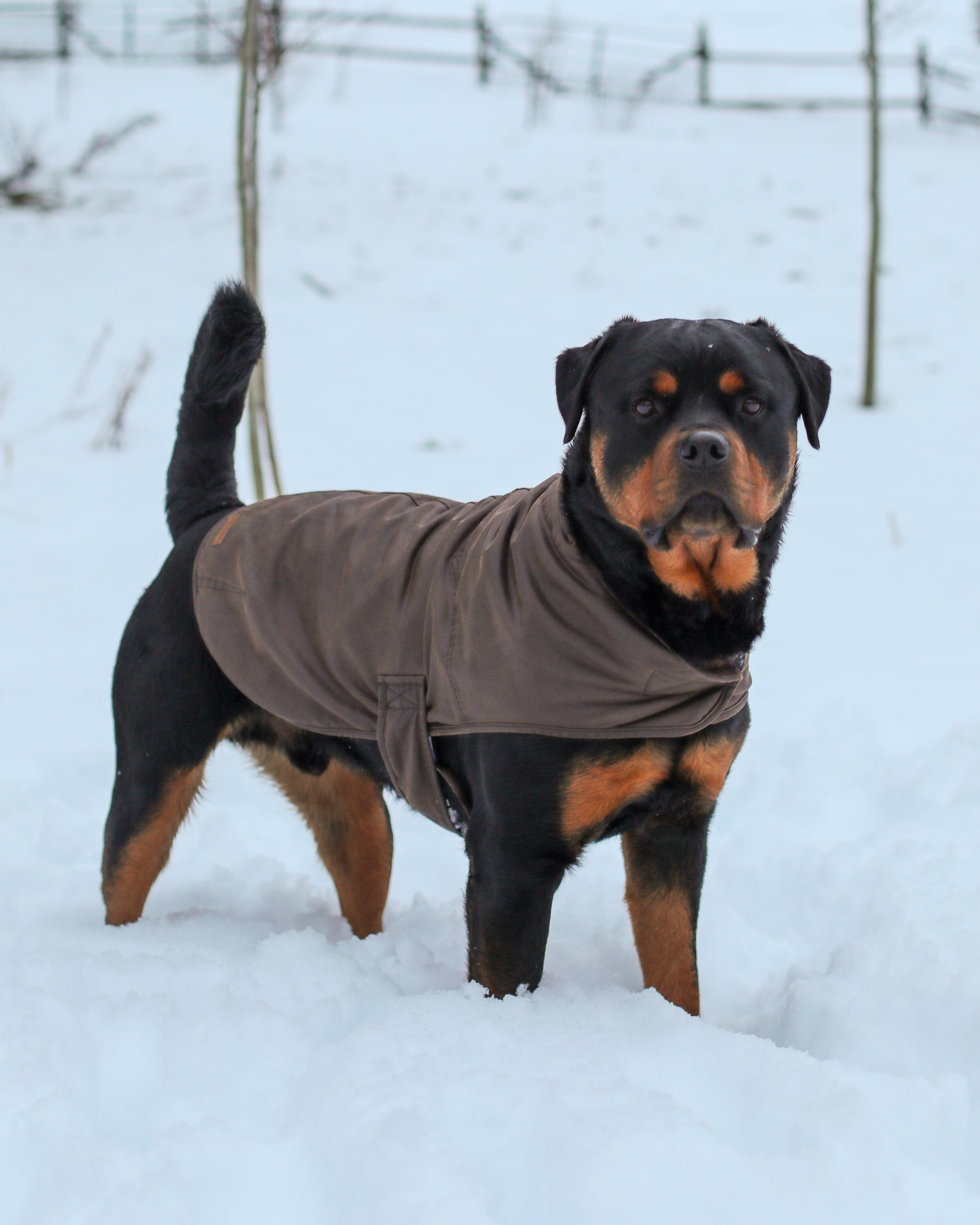 Outback Trading Company Marty Canine Coat Dog Apparel